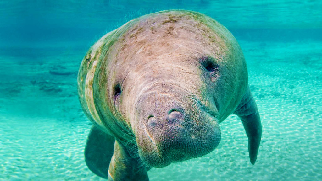 Manatee Watching Splash Wave Tours