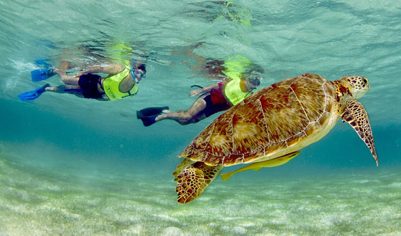 snorkeling-turtles-combo-st