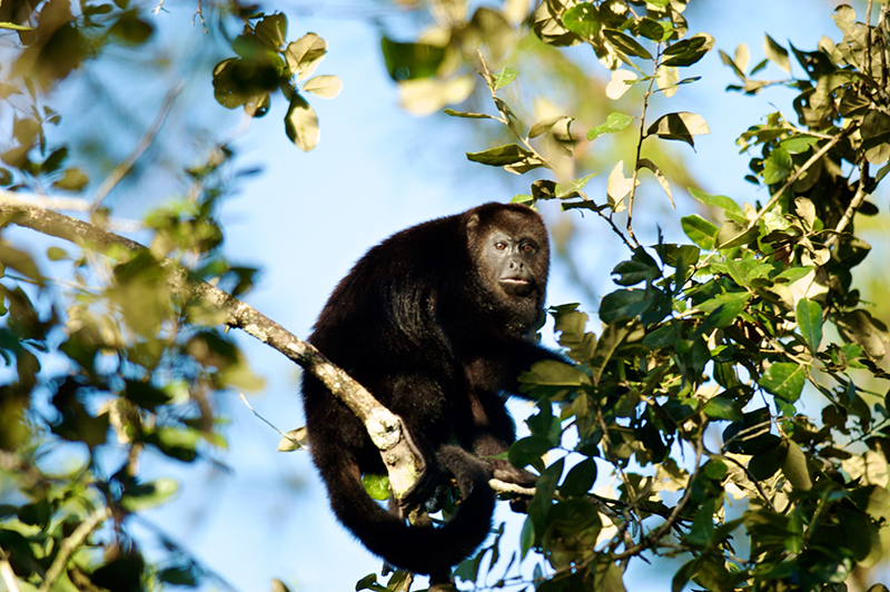 howler-monkey2