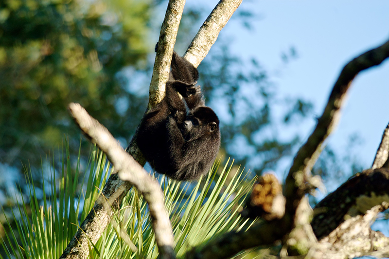 howler-monkey3