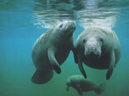 manatees-belize